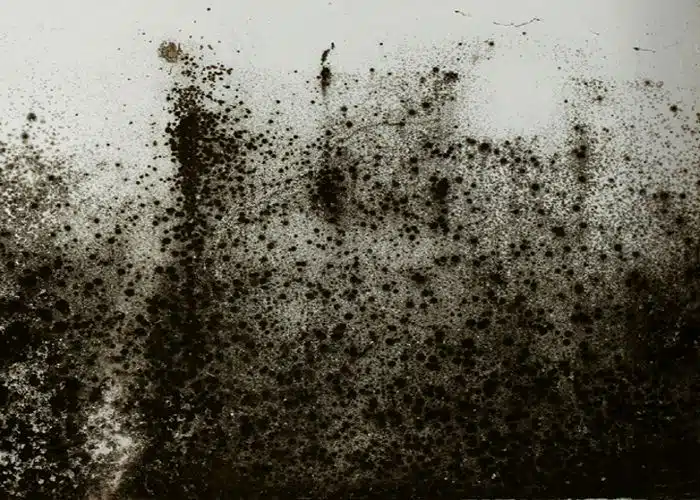 infiltrazioni acqua muffa